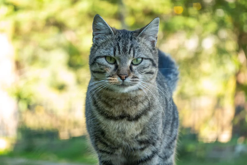 cat