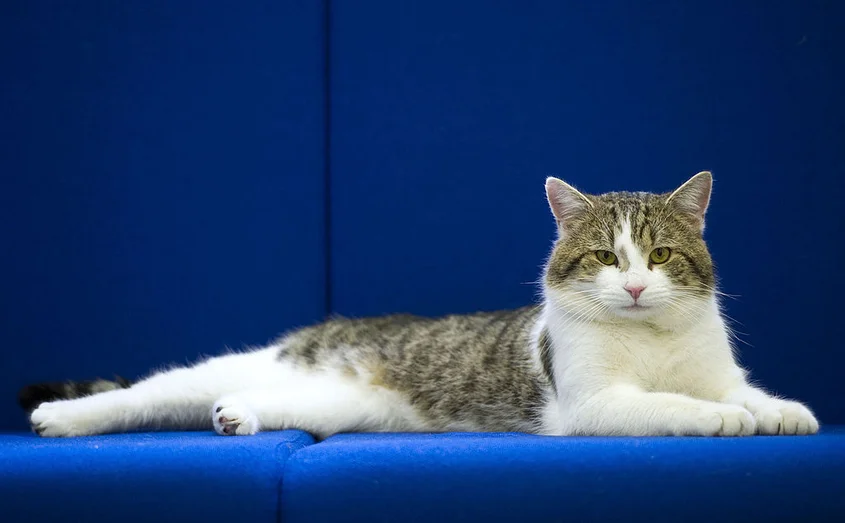 котка